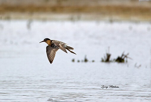 Conservation Reserve Program Wetland Larry Hitchens Photography