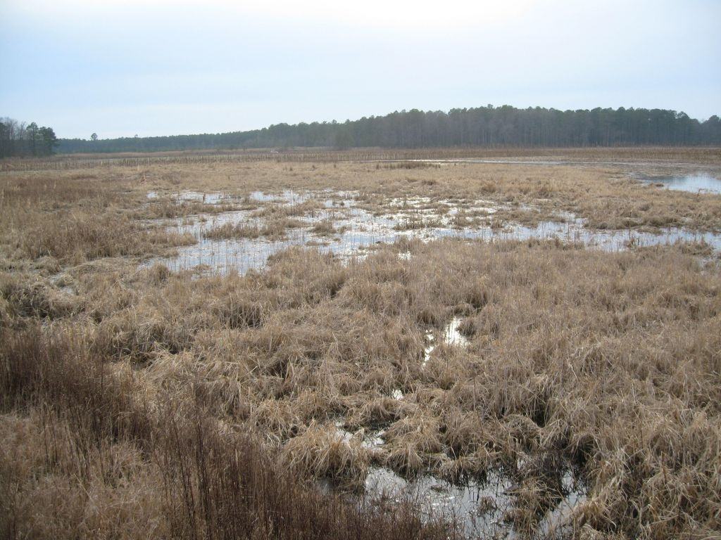 Wetland restored in Dorchester Co
