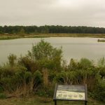 Pickering Creek Wetland