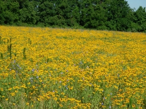 807 013.jpg Pollinator meadow