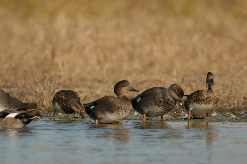 Gadwall