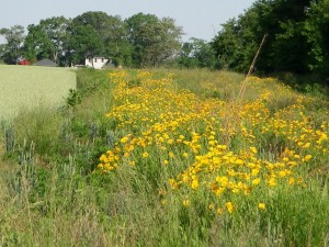 IMGP0169.jpgbuffer strip meadow