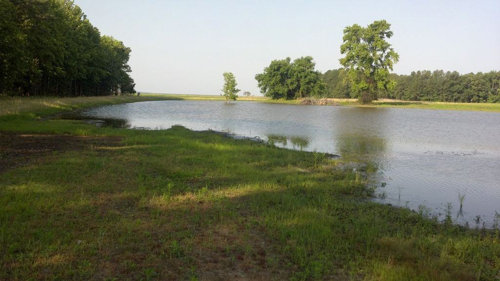 Talisman restored wetland 2012