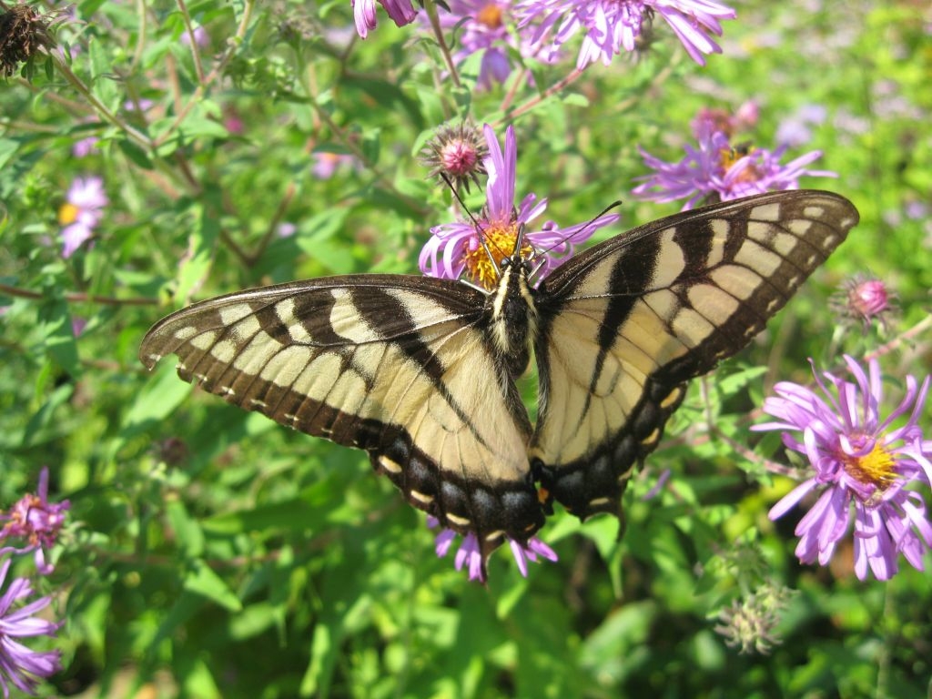 Tiger Swallowtail Butterfly