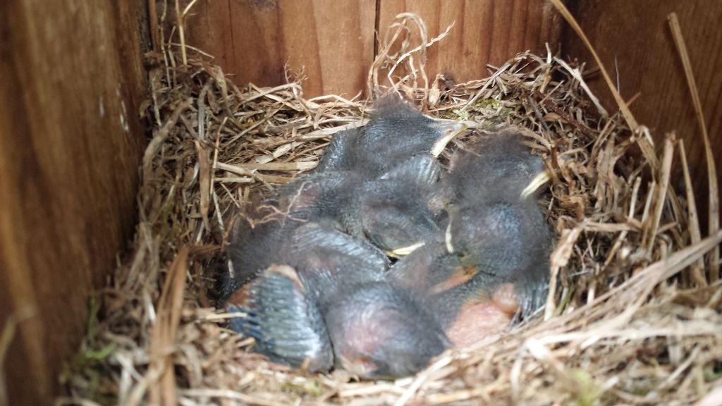 baby bluebirds