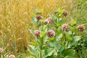 milkweed