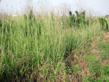 Warm Season Grasses