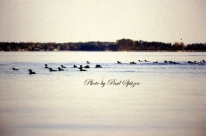 loon flock-feeding copy