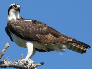 Osprey-Maryland