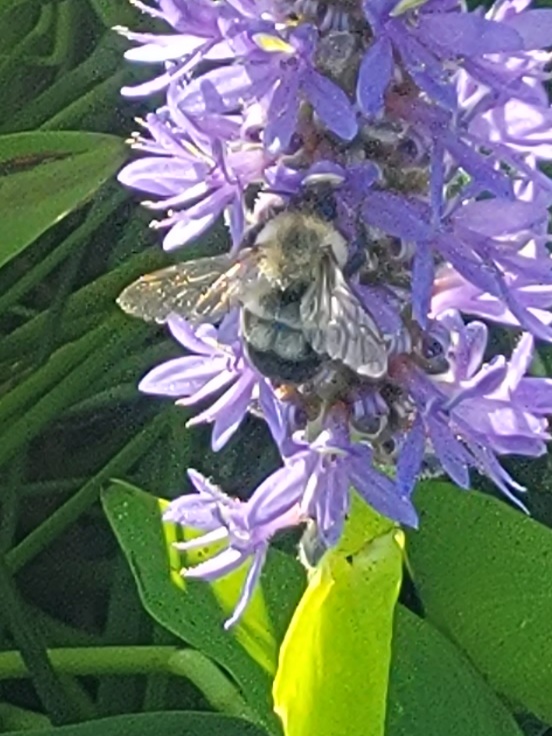 About CWH Chesapeake Wildlife Heritage