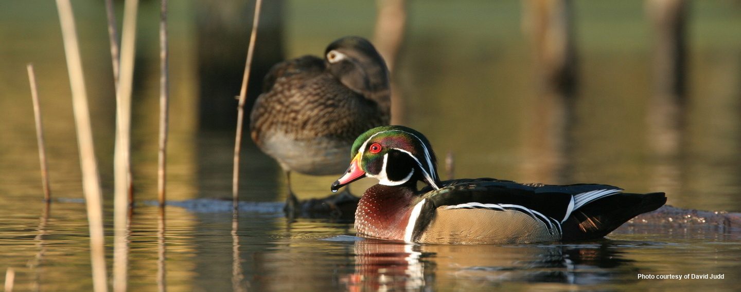 Chesapeake Wildlife Heritage We built habitat for wildlife