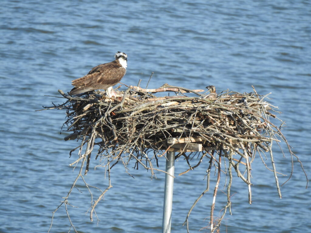 This image has an empty alt attribute; its file name is Chesapeake-Wildlife-Heritage_An-Osprey-and-its-chick-nest-on-a-platform-constructed-by-Chesapeake-Wildlife-Heritage.-1-scaled-1024x768.jpg