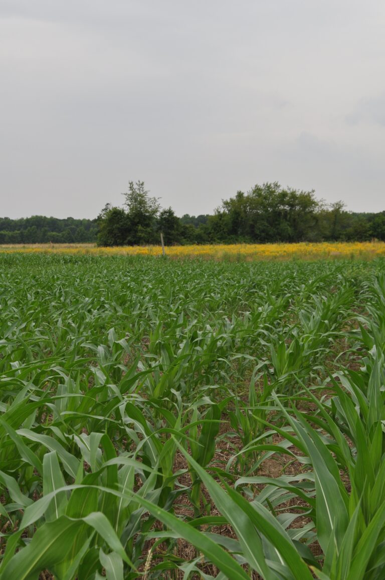 Agriculture Articles Chesapeake Wildlife Heritage