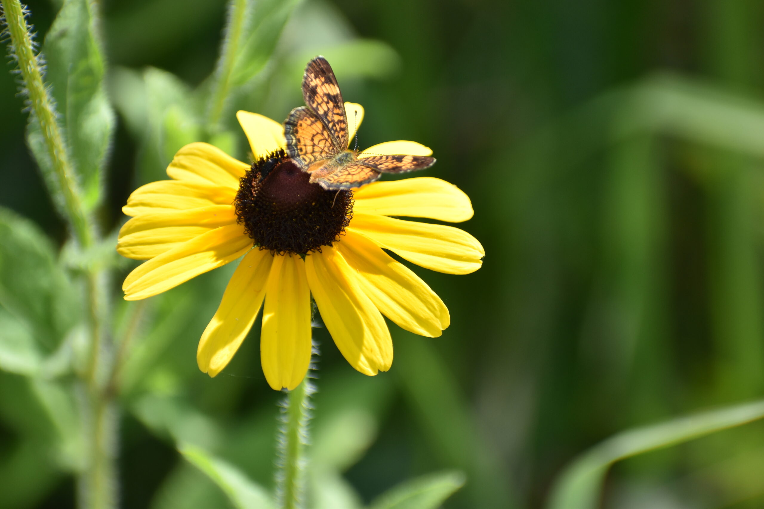 Resources Chesapeake Wildlife Heritage